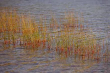 Reflection of reeds