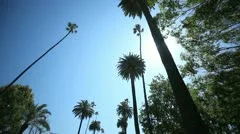 Palm Tree Drive