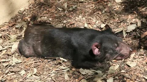 Tasmanian Devil