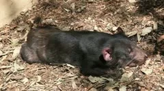 Tasmanian Devil