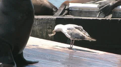Sea Lions