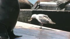 Sea Lions