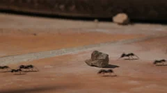 Ants Running
