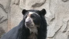 Andean Bear
