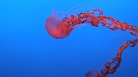 Spectacular Jellyfish