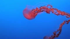 Spectacular Jellyfish