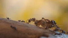 Time Lapse Of Ants Feeding Close-Up