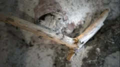 Ants