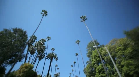Palm Tree Drive