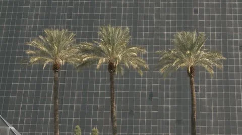 Three Palms