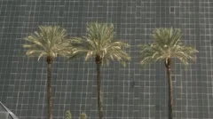 Three Palms