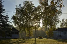 Sunny canadian morning in the forrest