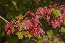 Colorful maple leaves