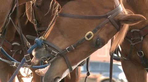Horses