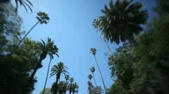 Palm Tree Drive