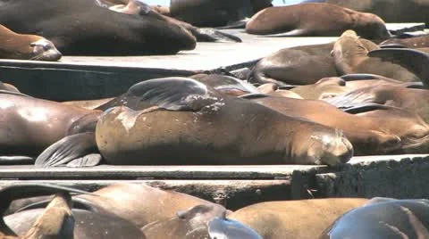 Sea Lions