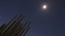 4K Timelapse Organ Pipe Cactuses zoom out