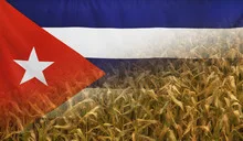Cuba Nutrition Concept Corn field with fabric Flag