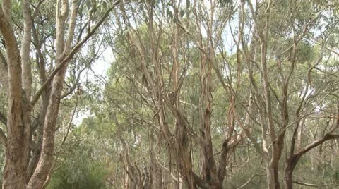 Australian Koala Bear