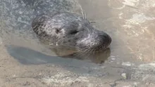 Harbor Seal