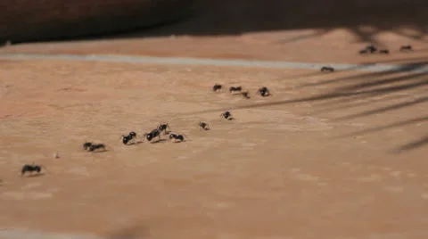 Ants Running On Stone Ground