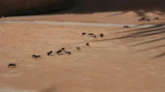 Ants Running On Stone Ground