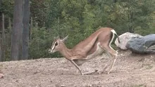 Grant's Gazelle