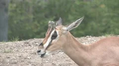 Grant'S Gazelle