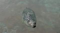 Harbor Seal