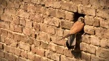 Kestrel