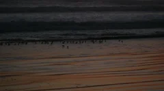 Slowmotion Birds Onthe Beach At Sunset