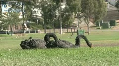 Black Swans In Park
