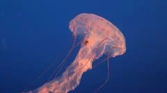 Spectacular Jellyfish