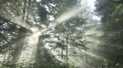 Time Lapse Zoom Out Sun Rays In A Golden Autumn Forest