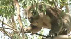 Australian Koala Bear