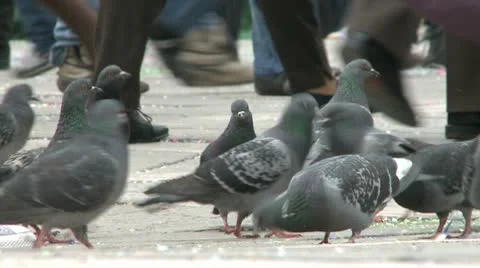 Pigeons