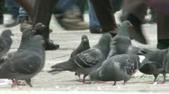 Pigeons