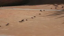 Ants running