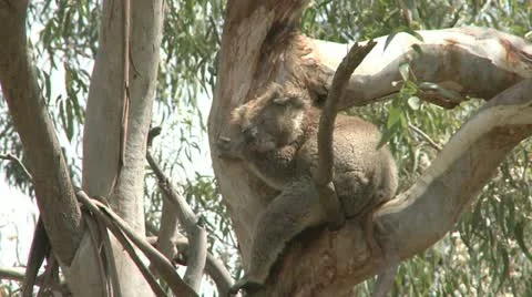 Australian Koala Bear