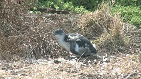 Pinguin Molting