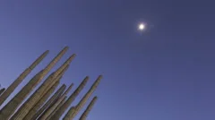 4K Timelapse Organ Pipe Cactuses Zoom Out