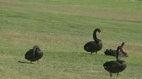 Black Swans In Park
