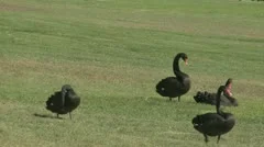 Black Swans In Park