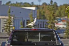 Seagull on a car roof