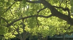 Tree And Green Leaves