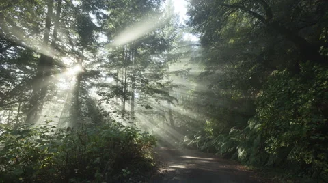 4K Time Lapse Sun Rays In A Golden Autumn Forest
