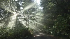 4K Time Lapse Sun Rays In A Golden Autumn Forest