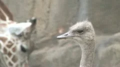 Ostrich And Giraffe