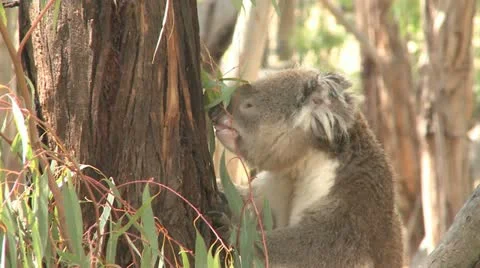 Australian Koala Bear