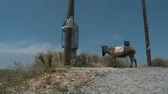 Donkey Resting